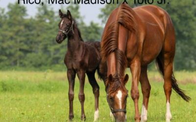 Mac Madison geeft visite kaartje af op veulenkeuring Nieuwleusen