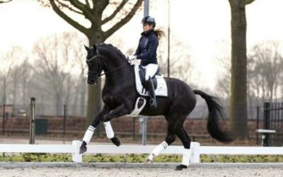 Samenwerking met Reesink Horses!