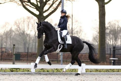 Samenwerking met Reesink Horses!