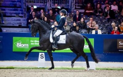 Finales hengstencompetitie droomwedstrijd voor Reesink horses