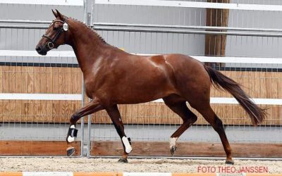 1e 3 jarige merrie van Mac Madison voorgesteld