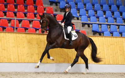 Daxx slaagt voor Hengstleistungsprüfung in Vechta