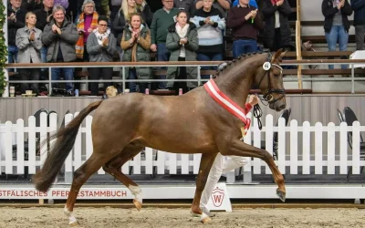 Kampioen Westfalen, VUELTA beschikbaar