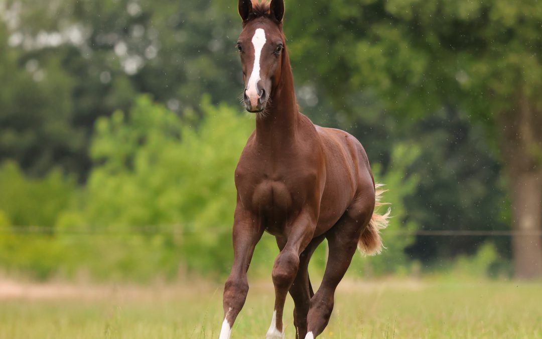 VITOR ( v. DAXX) IN DE VEILING