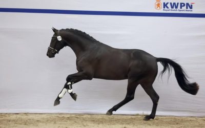 Tzadok, Mauro Turfhorst x Ferdinand naar Den Bosch