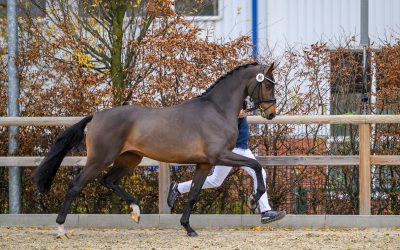 RED LABEL NAAR STUIFZAND
